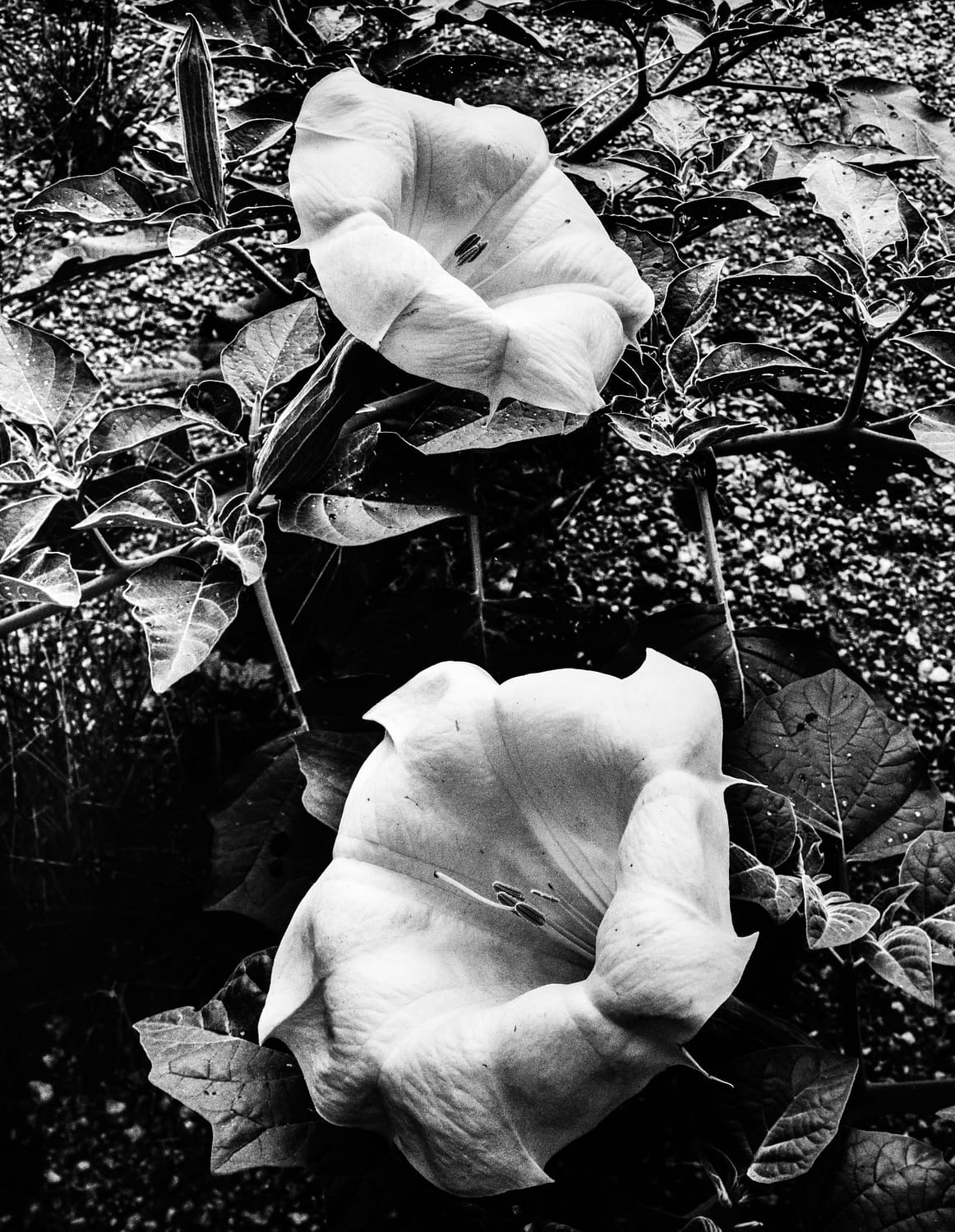 Night Shade Kirk P. Conrad